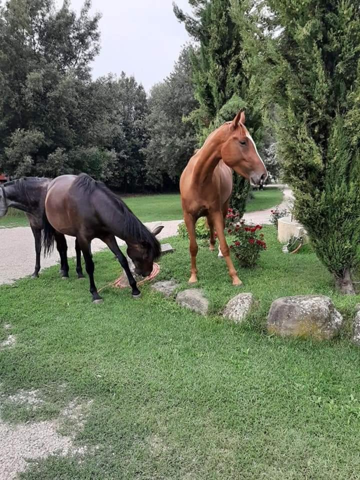 Agriturismo Frantoio Valiani Cortona Kültér fotó